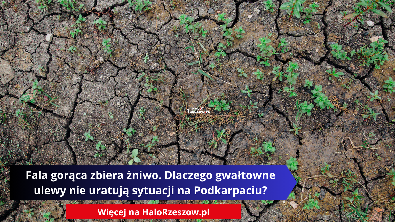 Fala gorąca zbiera żniwo. Dlaczego gwałtowne ulewy nie uratują sytuacji na Podkarpaciu?