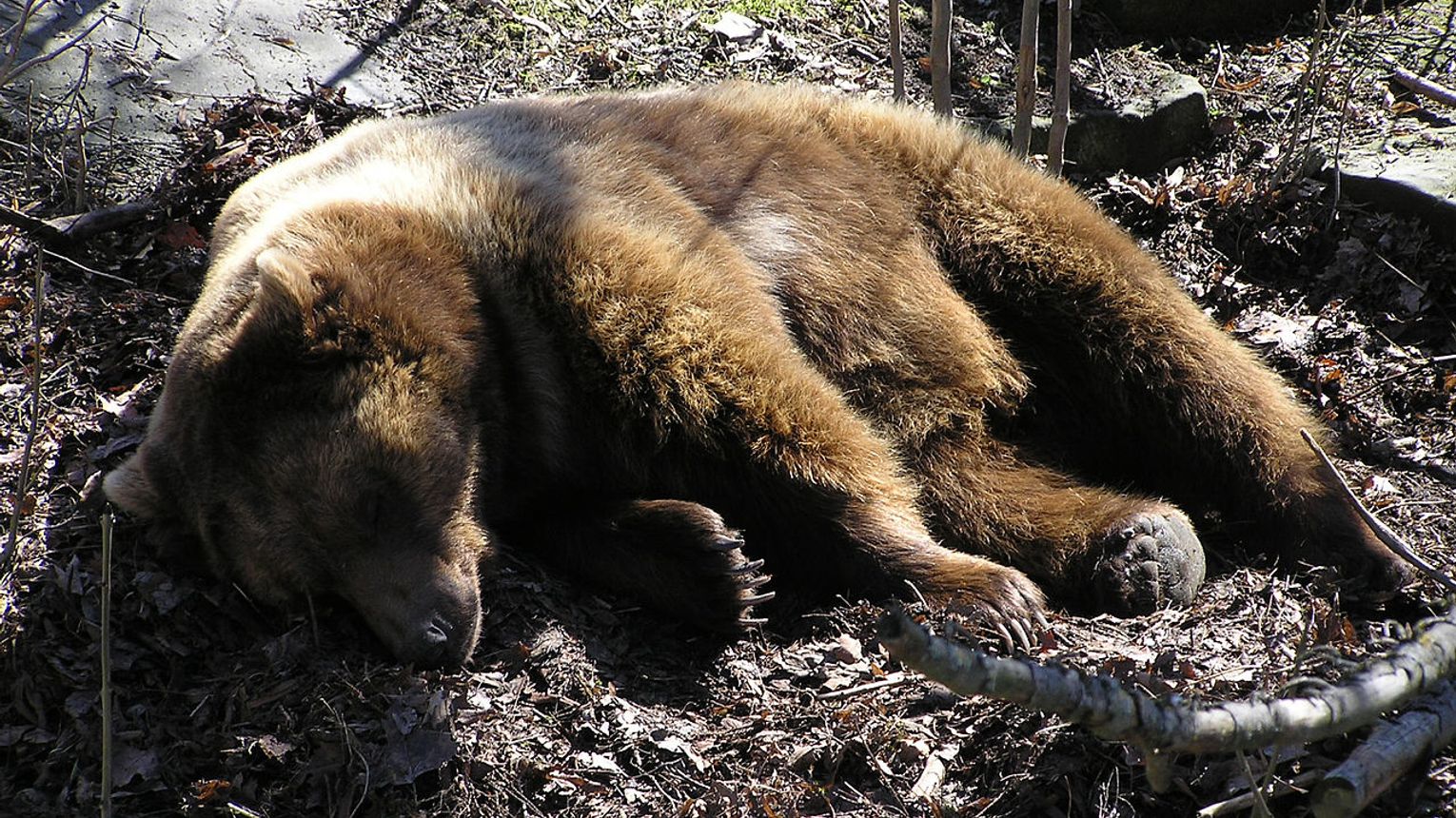 Martwy niedźwiedź znaleziony w Bieszczadach. Trwa ustalanie przyczyny śmierci