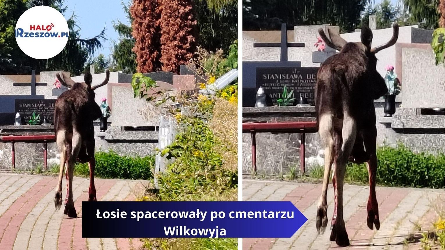 Mieszkanka alarmuje: ranny łoś na cmentarzu Wilkowyja!