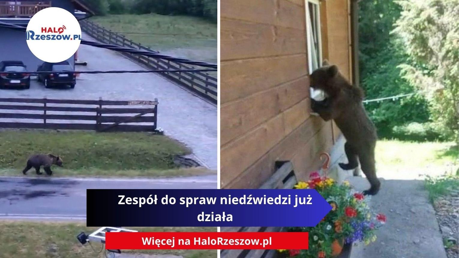 Misie wchodzą nam na głowę? Leśnicy powołują specjalny zespół i wydają "instrukcję obsługi"