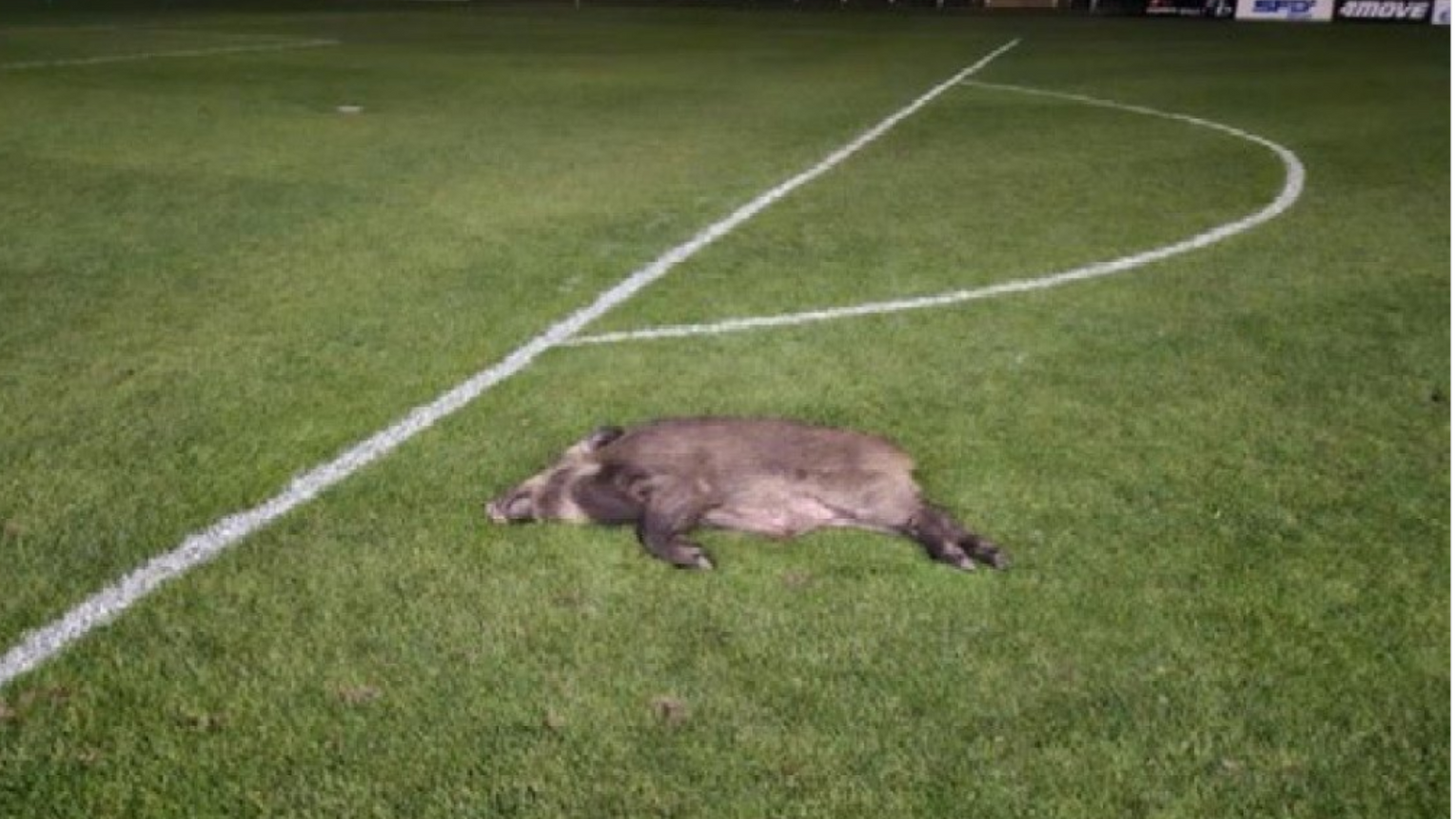 Na murawie ich stadionu spał dzik. Dzisiaj powalczą ze Stalą Rzeszów