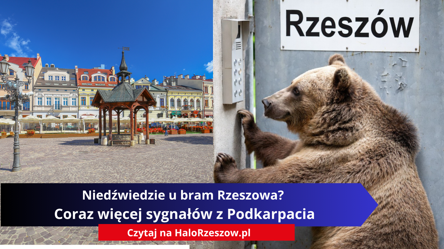 Niedźwiedzie u bram Rzeszowa? Coraz więcej sygnałów z Podkarpacia