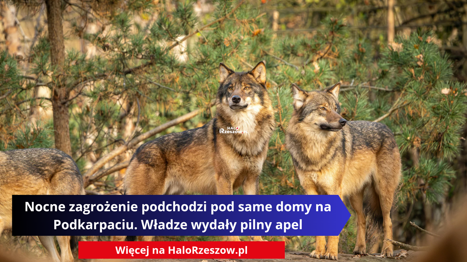 Nocne zagrożenie podchodzi pod same domy na Podkarpaciu. Władze wydały pilny apel