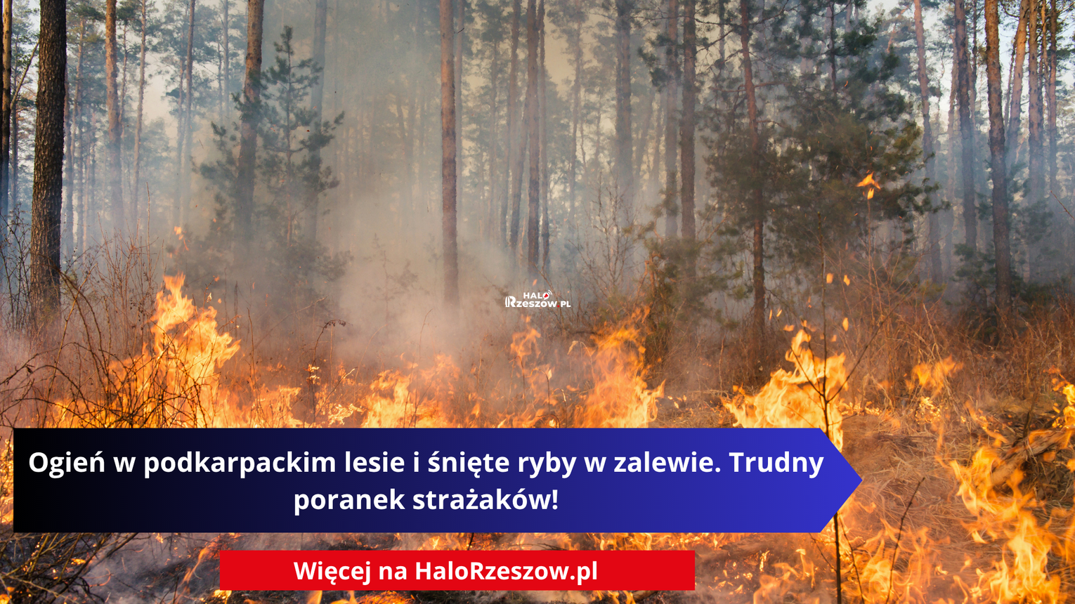 Ogień w podkarpackim lesie i śnięte ryby w zalewie. Trudny poranek strażaków!
