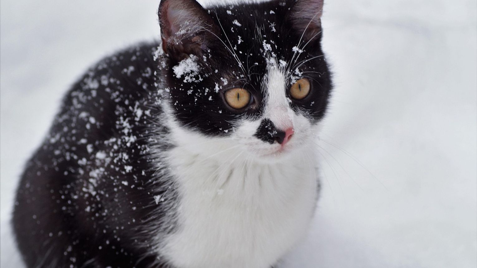 Otul bezdomne koty. Fundacja Felineus rusza z akcją pomocy zwierzętom przed zimą