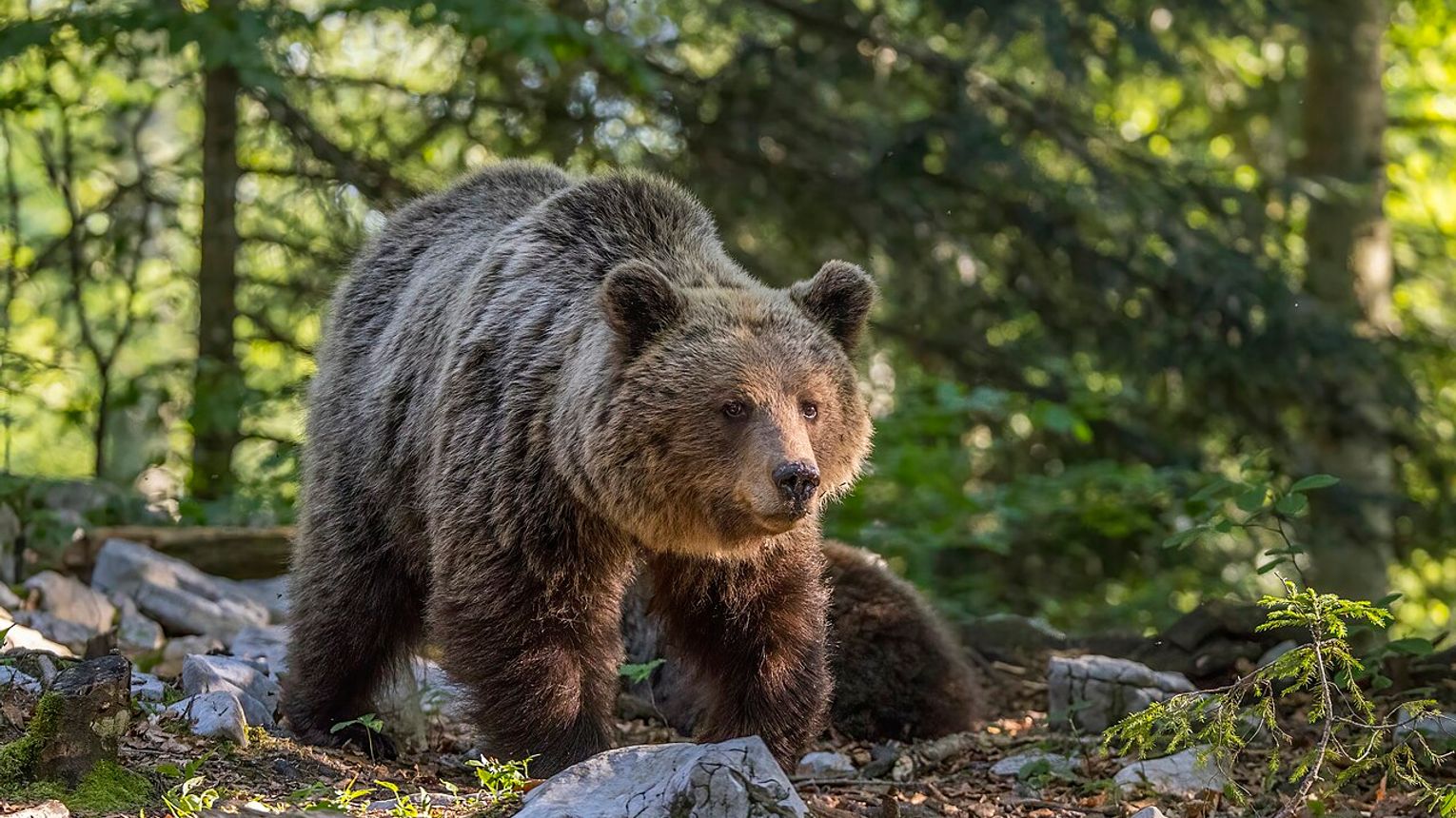 Plaga niedźwiedzi niepokoi mieszkańców Sanoka i okolic!