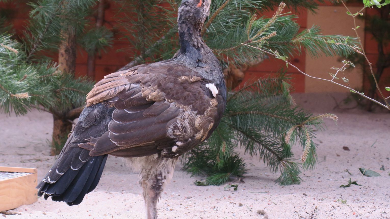 Ponad 80 młodych głuszców z Leżajska zasiliło polskie lasy