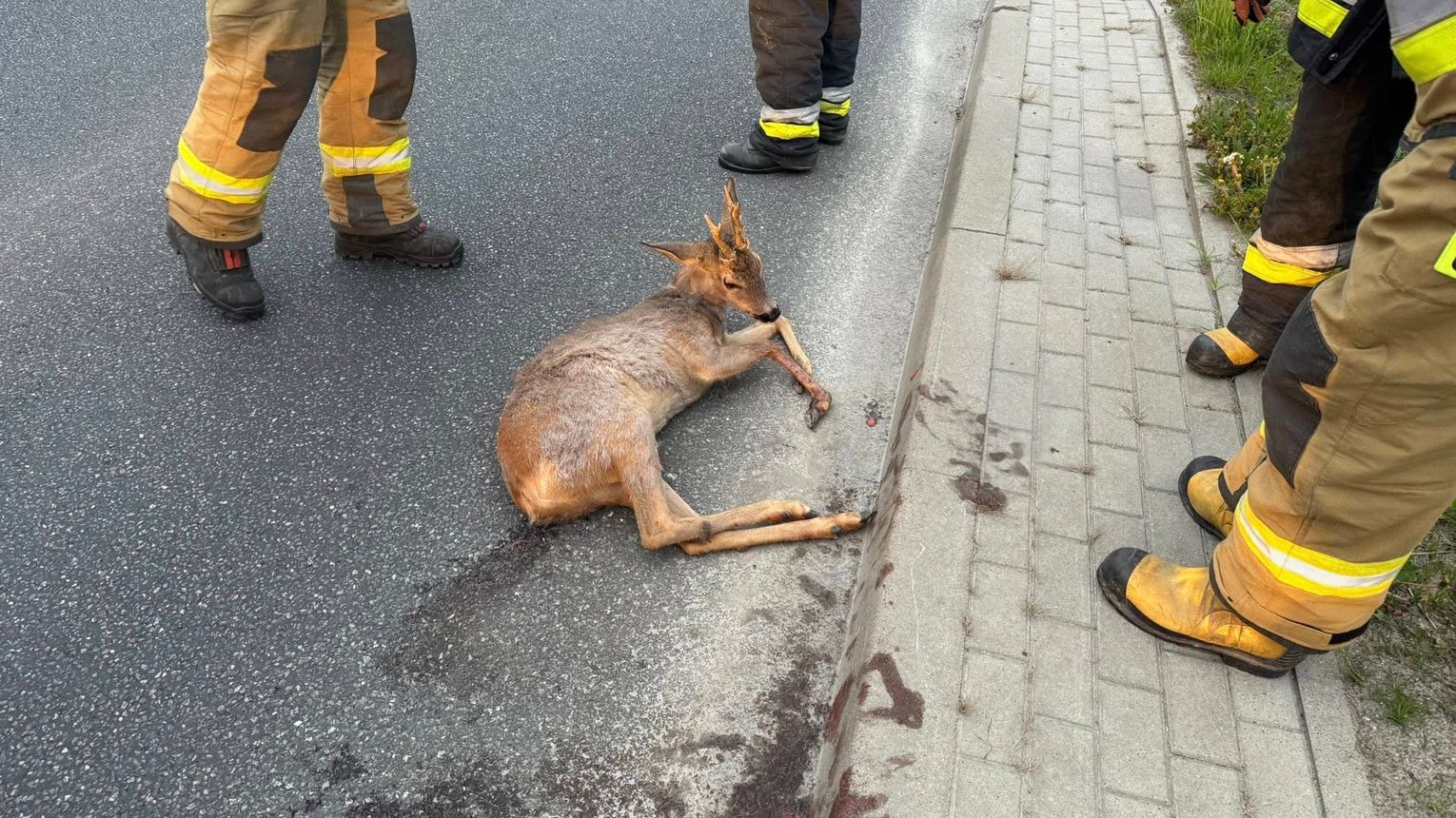 Ranny samiec sarny potrącony na DK73 w Kołaczycach
