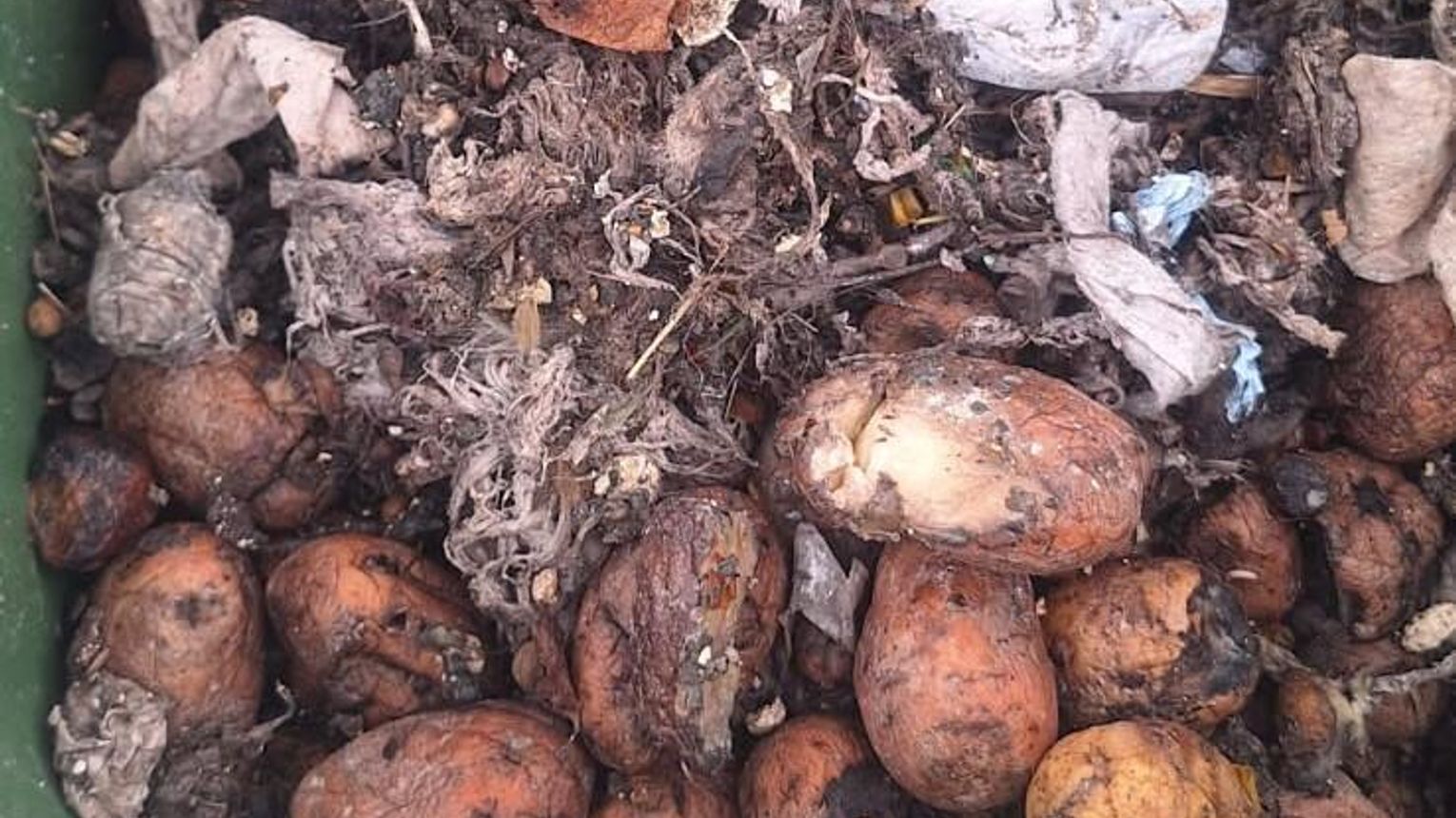 Ziemniaki w kanalizacji i inne absurdy. ZUK w Hyżnem apeluje: "To nie śmietnik!"