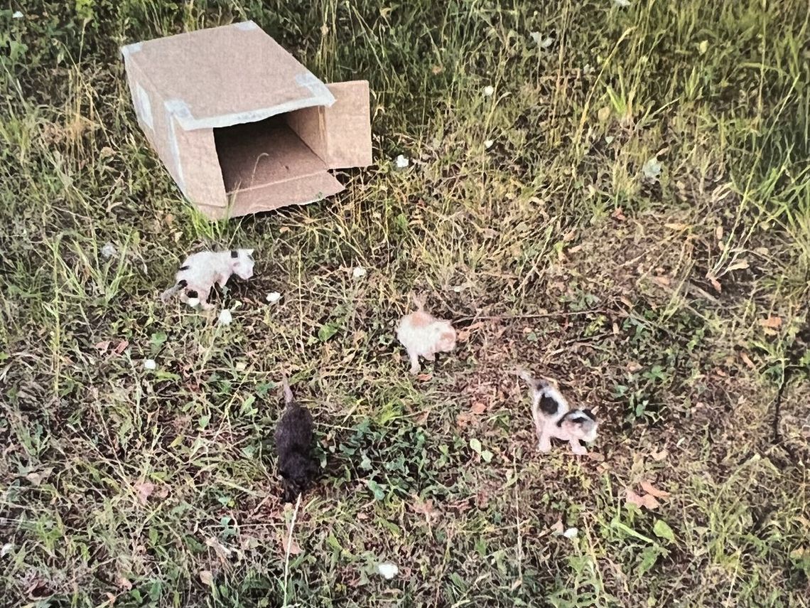 67-latek porzucił w polach kartony. W środku było 6 małych kotów