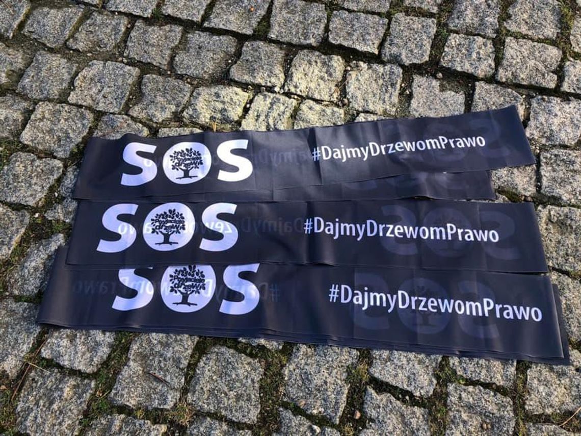 Aktywiści: Dajmy drzewom prawo!