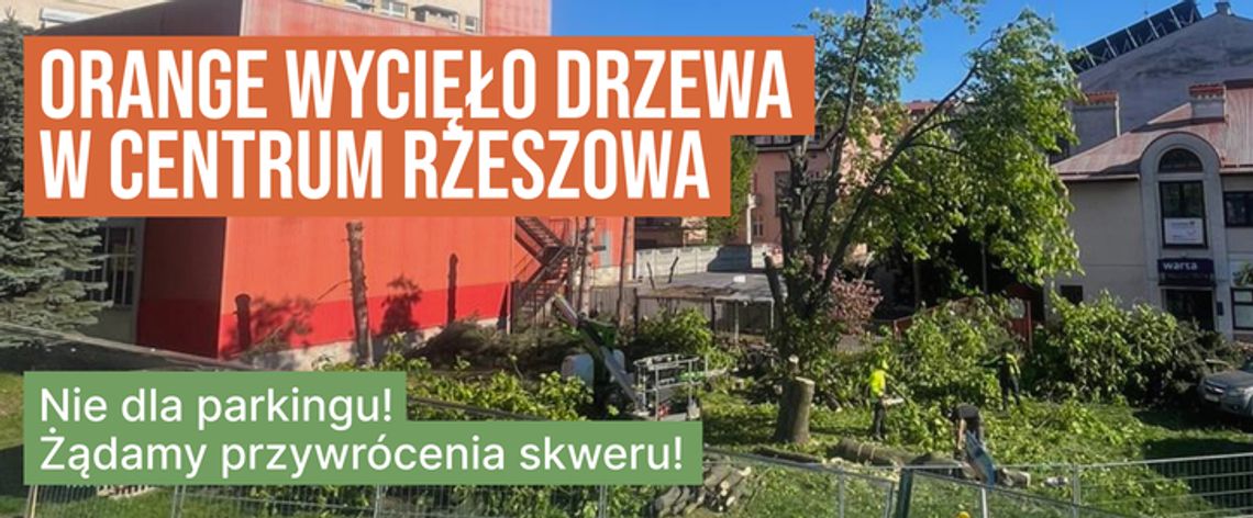 Asfalt zamiast zieleni. Petycja do Orange w sprawie wyciętych drzew w sercu Rzeszowa
