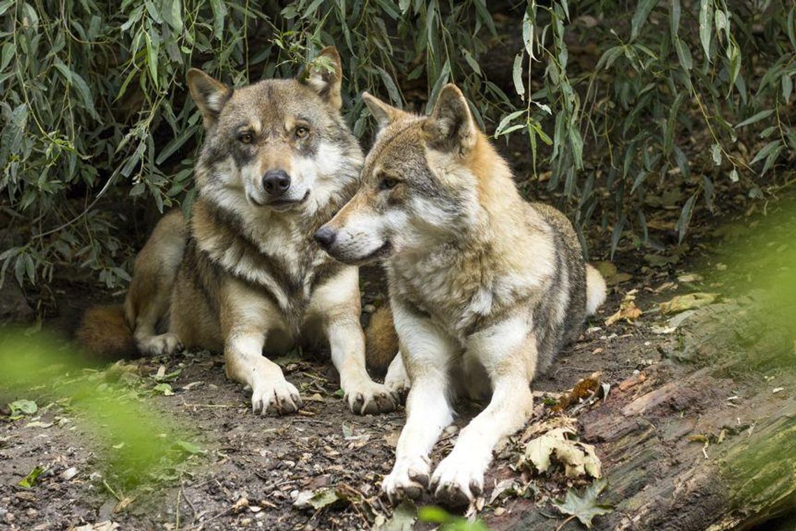 Brzozów. Myśliwi zastrzelili dwa wilki