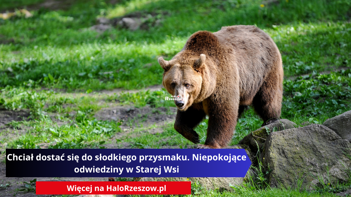 Chciał dostać się do słodkiego przysmaku. Niepokojące odwiedziny w Starej Wsi Dorosłego niedźwiedzia brunatnego idącego po trawiastej polanie z kamieniami, a w dolnej części znajduje się tekst informacyjny. Niedźwiedź idzie w stronę obserwatora, w słonecznym oświetleniu.