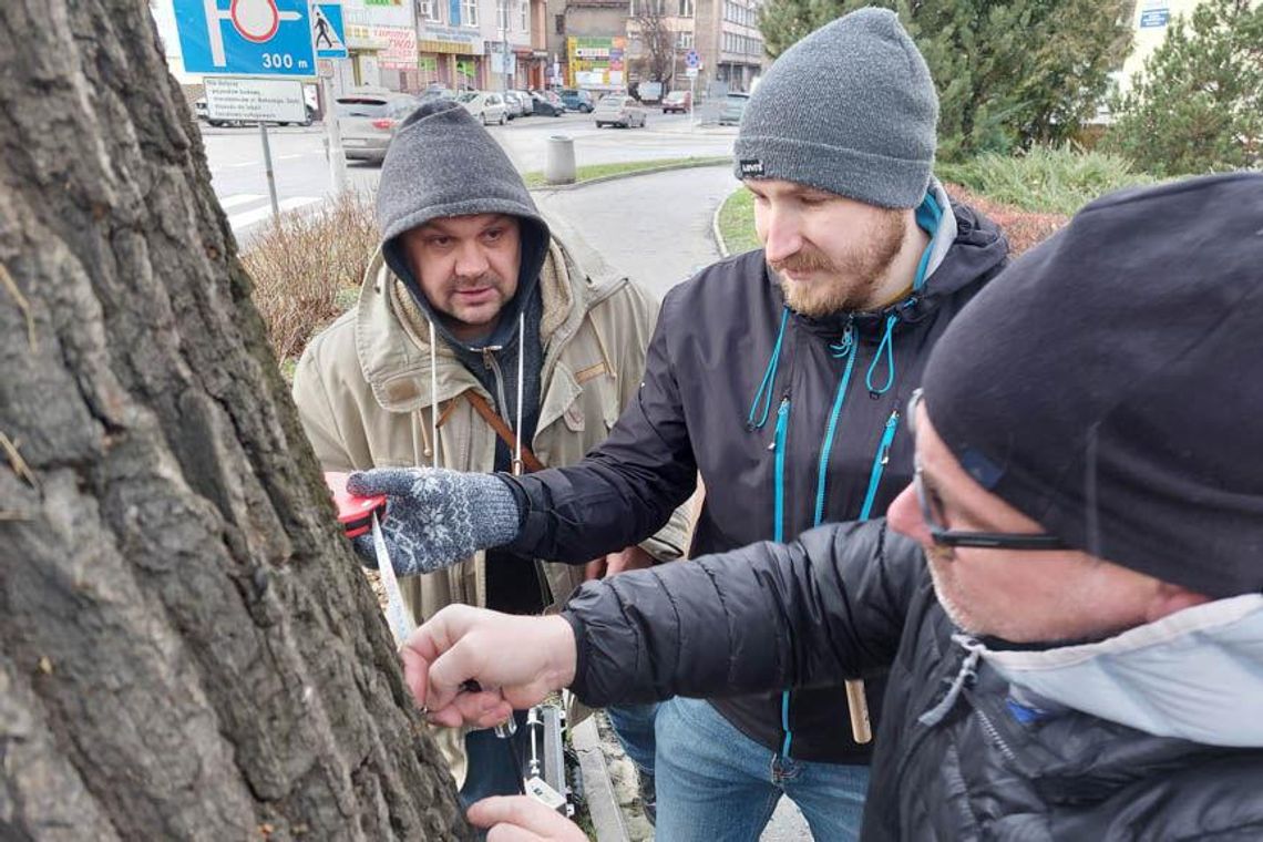 Drzewa w Rzeszowie będą badane tomografem