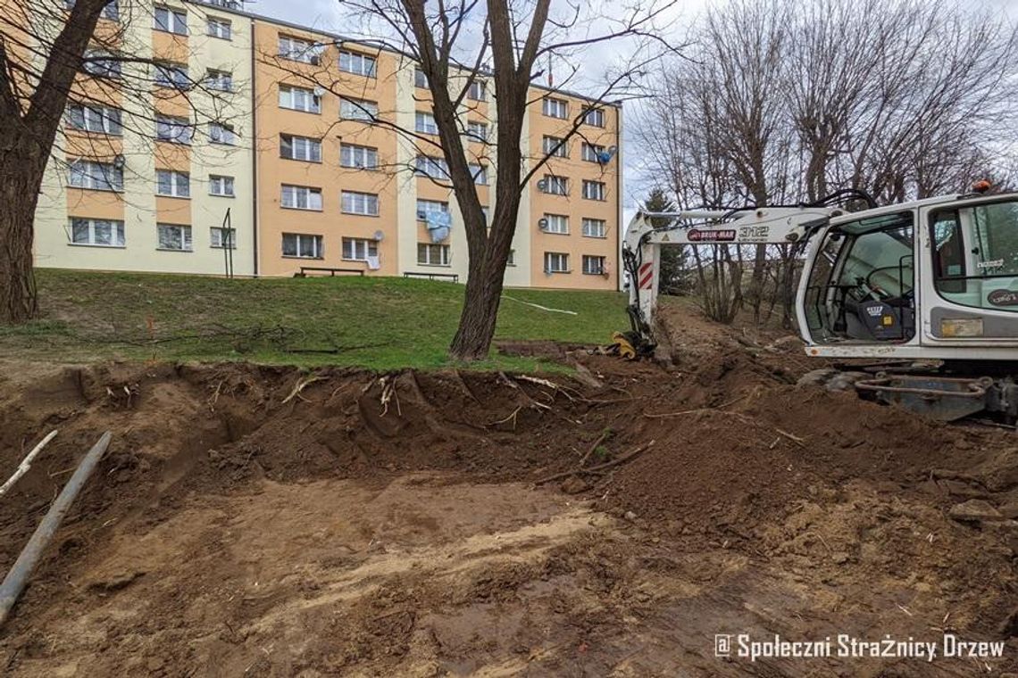 Działania prezydenta w sprawie uszkodzonych drzew