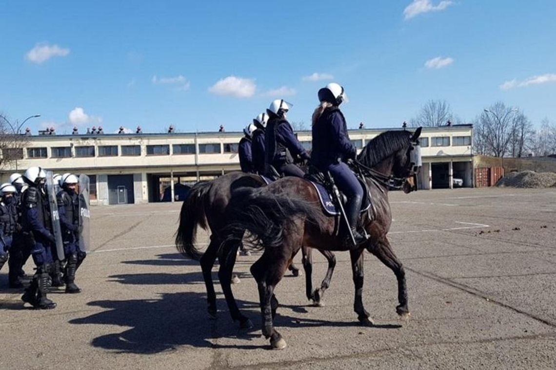 Egzamin policyjnych wierzchowców