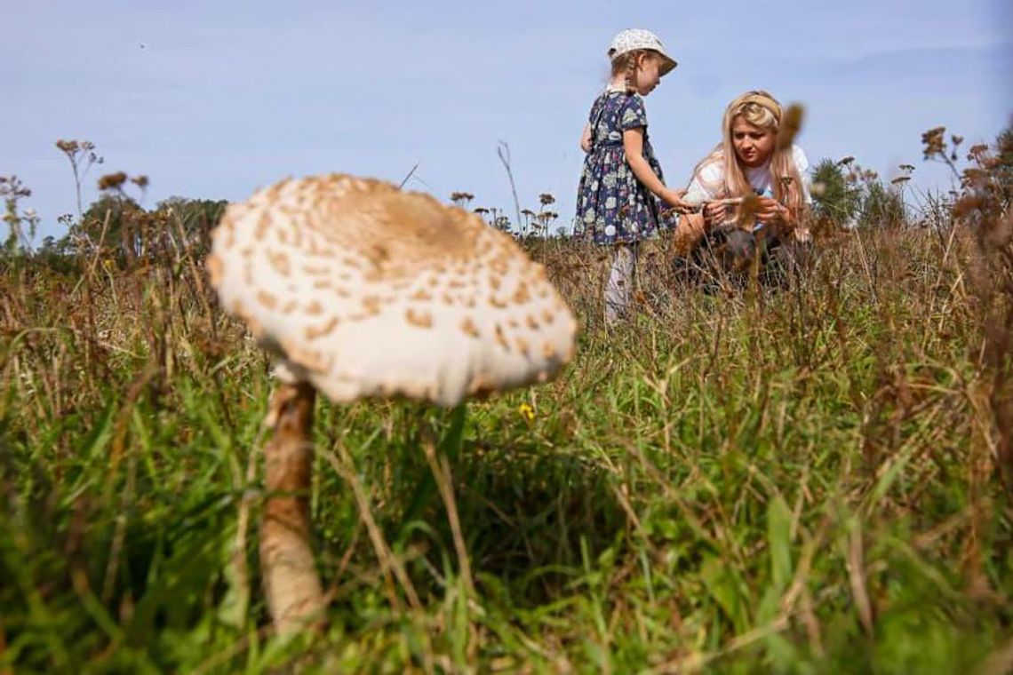 Ekspertka: zbiory grzybów w polskich lasach szacuje się średnio na ok. 100 tys. ton rocznie