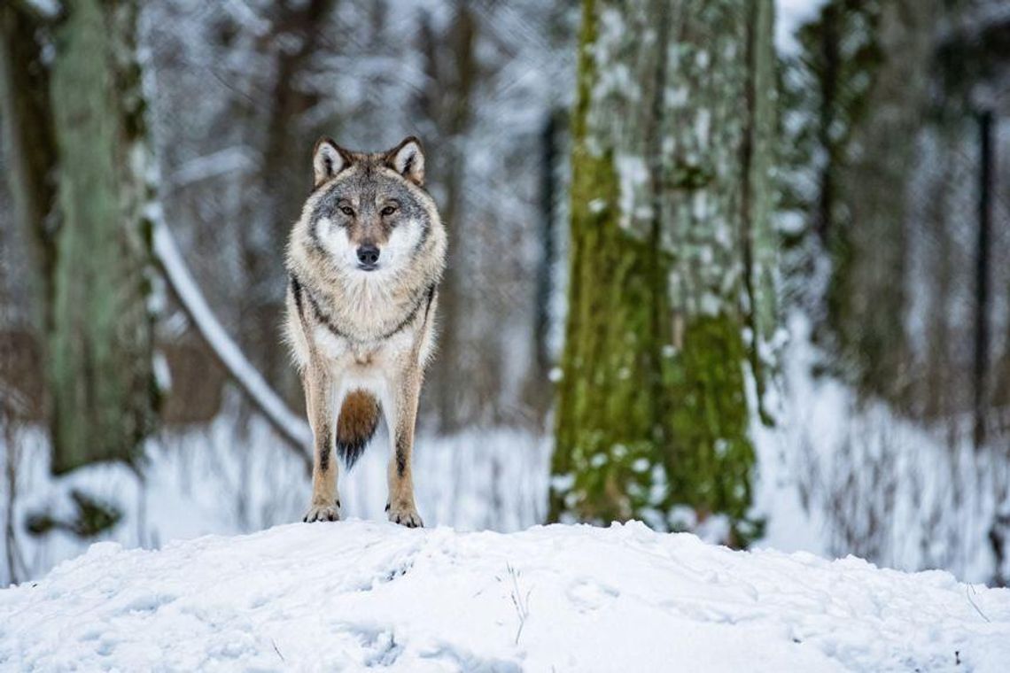 Jest decyzja zezwalająca na odstrzał wilków w okolicach Brzozowa