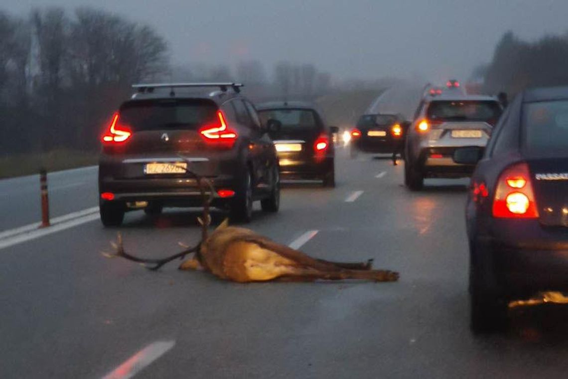 Kolizja w Trzcianie. Zderzenie pojazdu z jeleniem