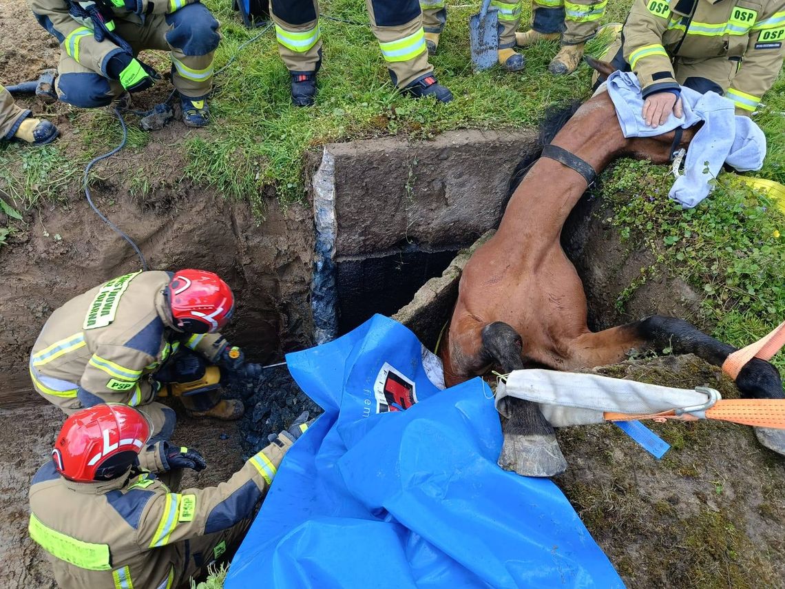 Koń wpadł do podziemnego zbiornika. Pomogli strzyżowscy strażacy