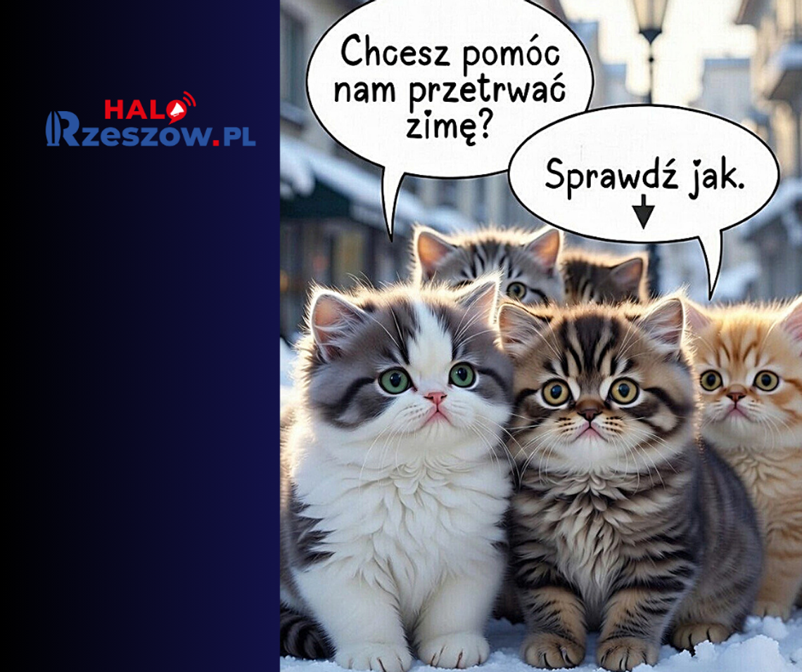 Koty w mieście kontra zima i mróz. Co może zrobić każdy mieszkaniec Rzeszowa? Koty w mieście kontra zima i mróz. Co może zrobić każdy mieszkaniec Rzeszowa?