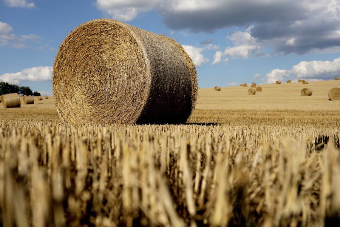 KOWR: rekordowe tegoroczne zbiory zbóż w Polsce