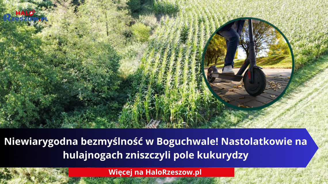 Niewiarygodna bezmyślność w Boguchwale! Nastolatkowie na hulajnogach zniszczyli pole kukurydzy Niewiarygodna bezmyślność w Boguchwale! Nastolatkowie na hulajnogach zniszczyli pole kukurydzy