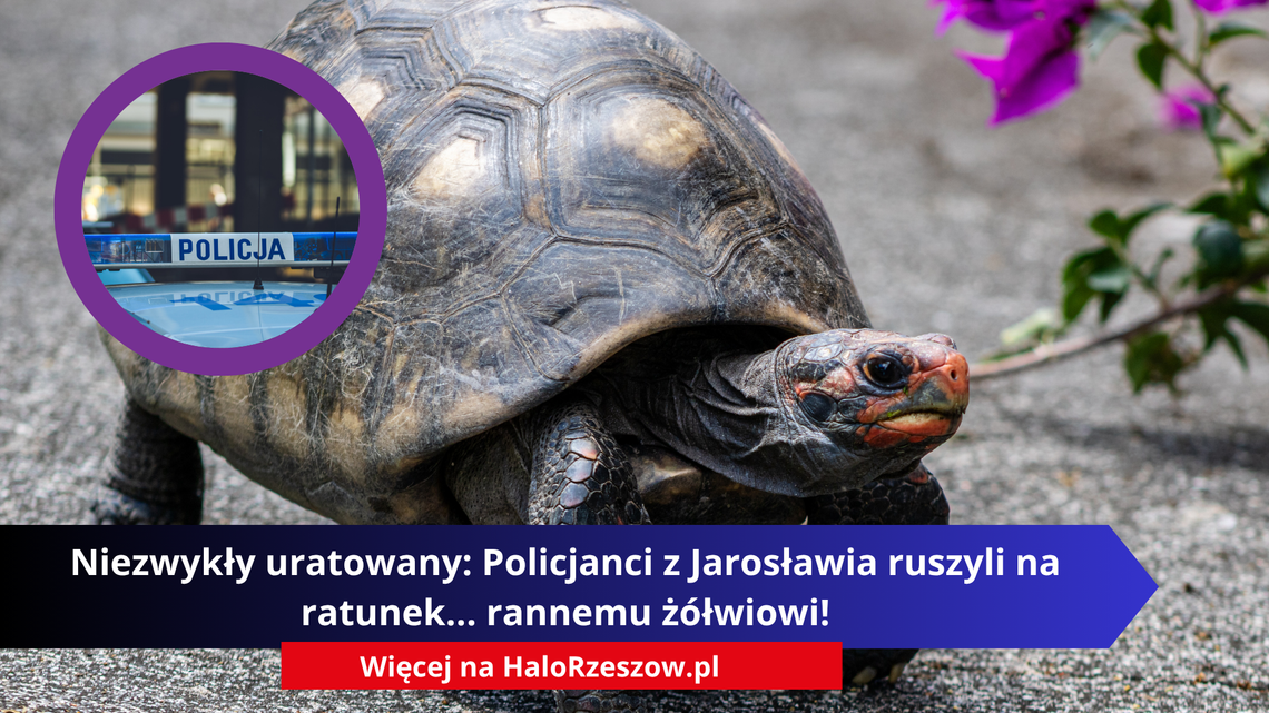 Niezwykły uratowany: Policjanci z Jarosławia ruszyli na ratunek... rannemu żółwiowi! Niezwykły uratowany: Policjanci z Jarosławia ruszyli na ratunek... rannemu żółwiowi!