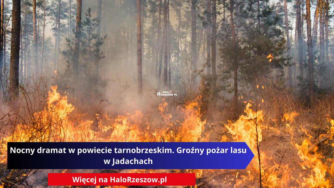 Nocny dramat w powiecie tarnobrzeskim. Groźny pożar lasu w Jadachach