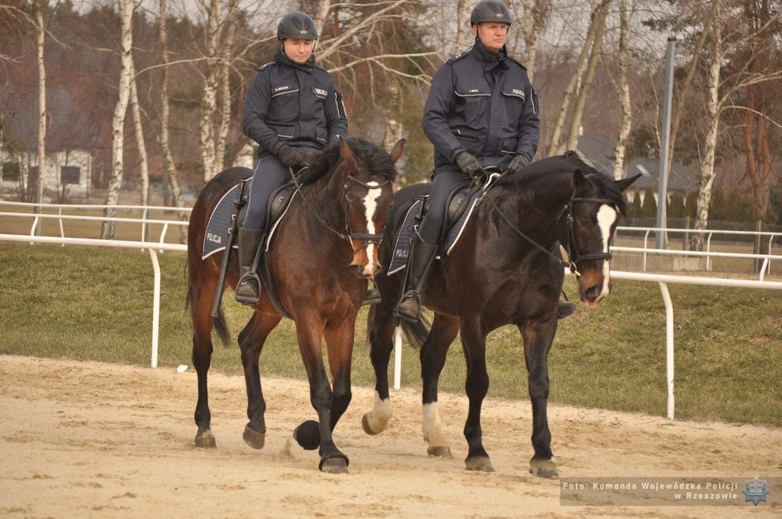 Wag i Bary dołączają do podkarpackiej policji konnej [FOTO]