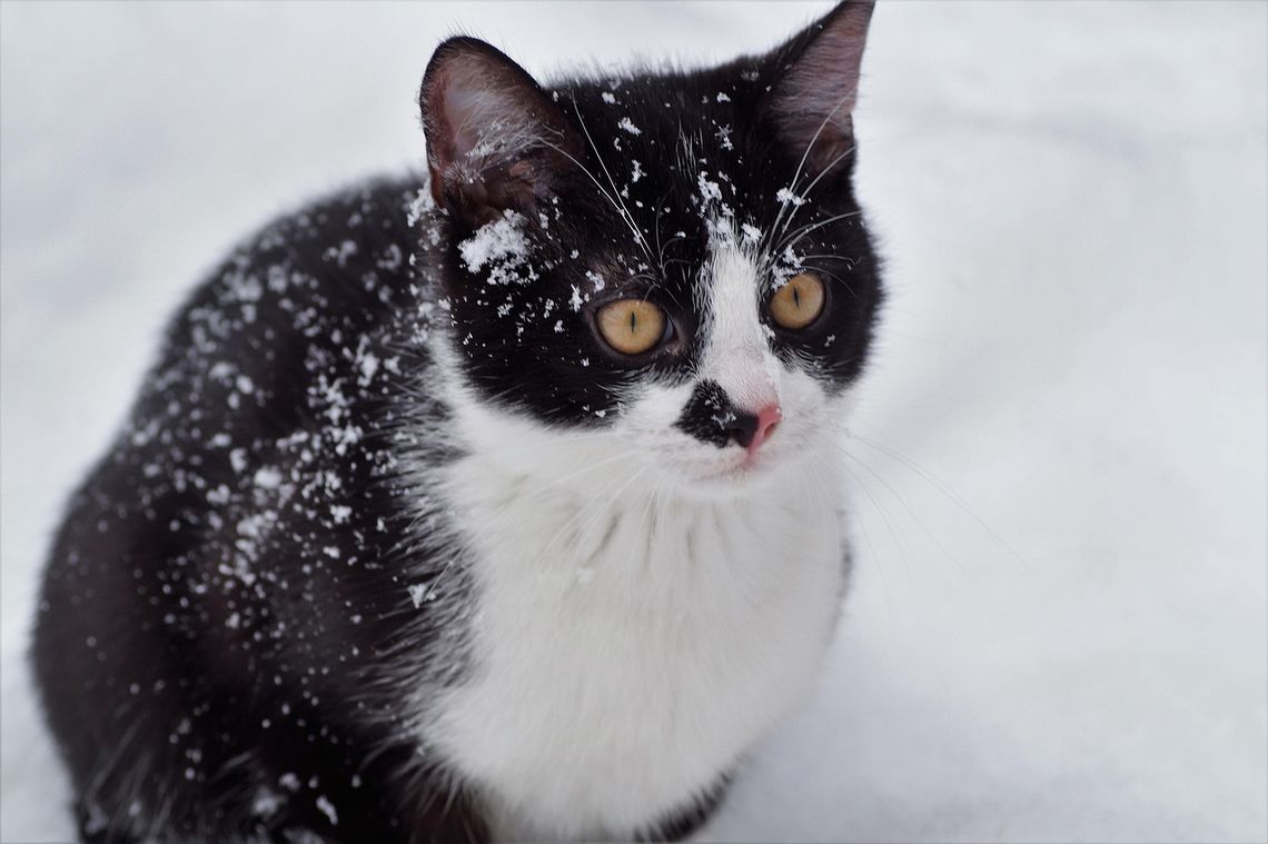 Otul bezdomne koty. Fundacja Felineus rusza z akcją pomocy zwierzętom przed zimą Otul bezdomne koty. Fundacja Felineus rusza z akcją pomocy zwierzętom przed zimą