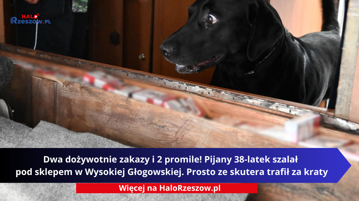 Pies nagle zatrzymał się przy kamperze. To, co znaleźli w środku, zaskoczyło nawet pograniczników Pies nagle zatrzymał się przy kamperze. To, co znaleźli w środku, zaskoczyło nawet pograniczników