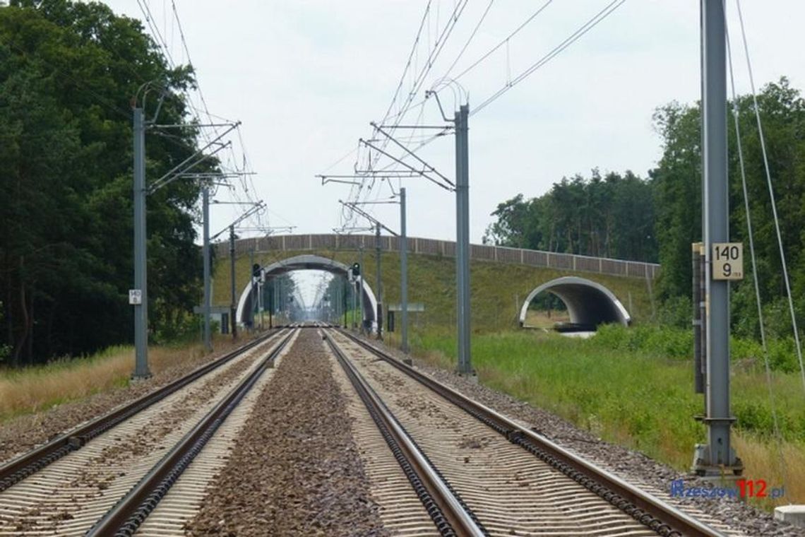 PKP buduje ponad 100 przejść dla zwierząt