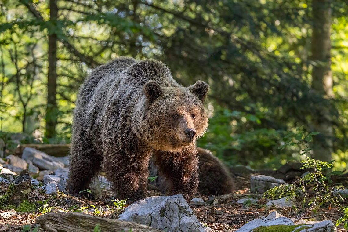 Plaga niedźwiedzi niepokoi mieszkańców Sanoka i okolic!