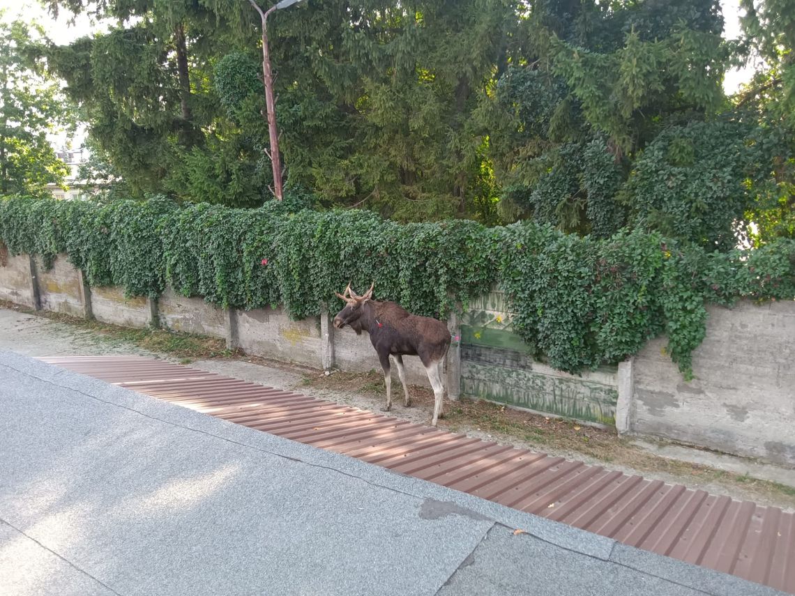 Ponad 50 policjantów, strażacy i strażnicy miejscy łapali łosia na ulicach. Zwierzę nie żyje