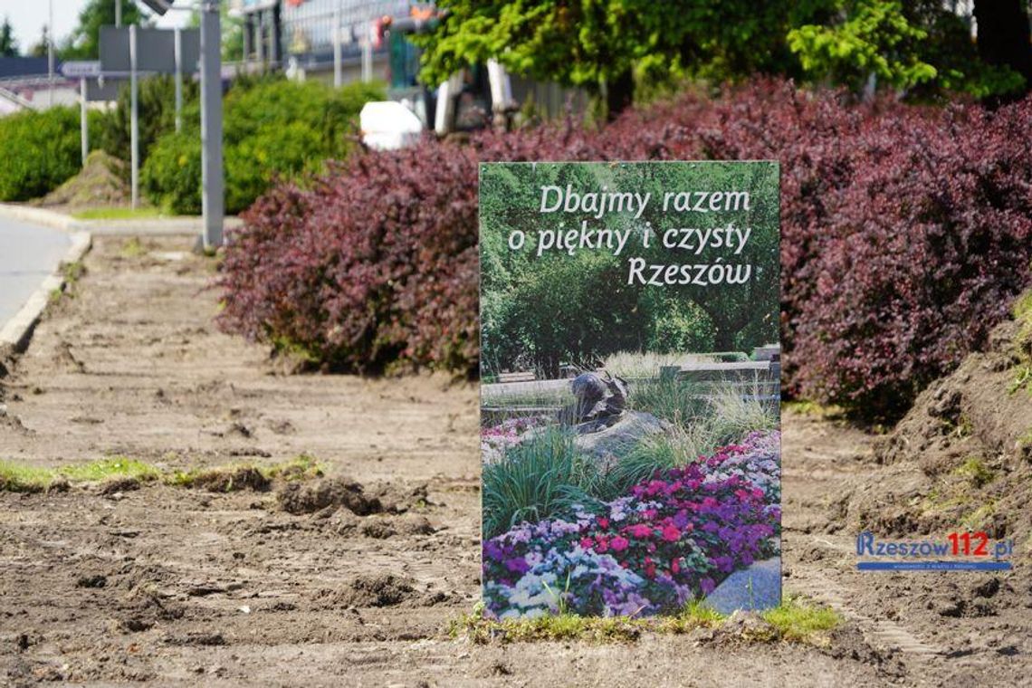 Przy rzeszowskich ulicach pojawi się tysiące nowych roślin