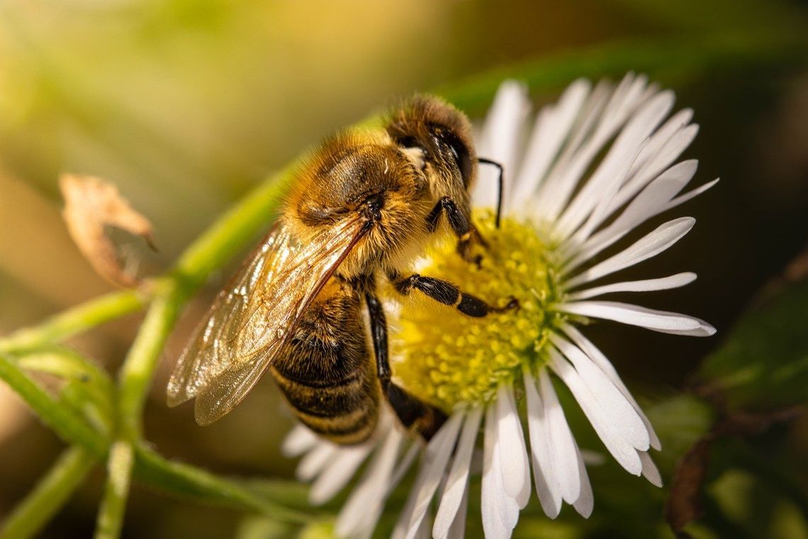 Rzeszowski Ratusz ostrzega przed chorobą pszczół