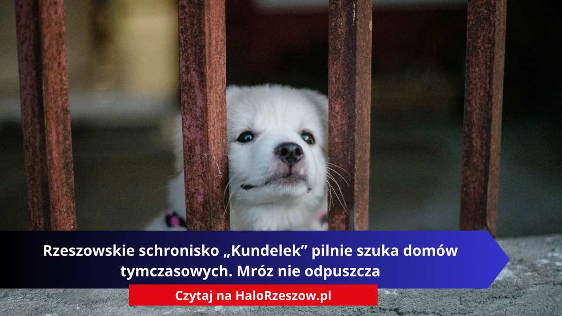 Rzeszowskie schronisko „Kundelek” pilnie szuka domów tymczasowych. Mróz nie odpuszcza