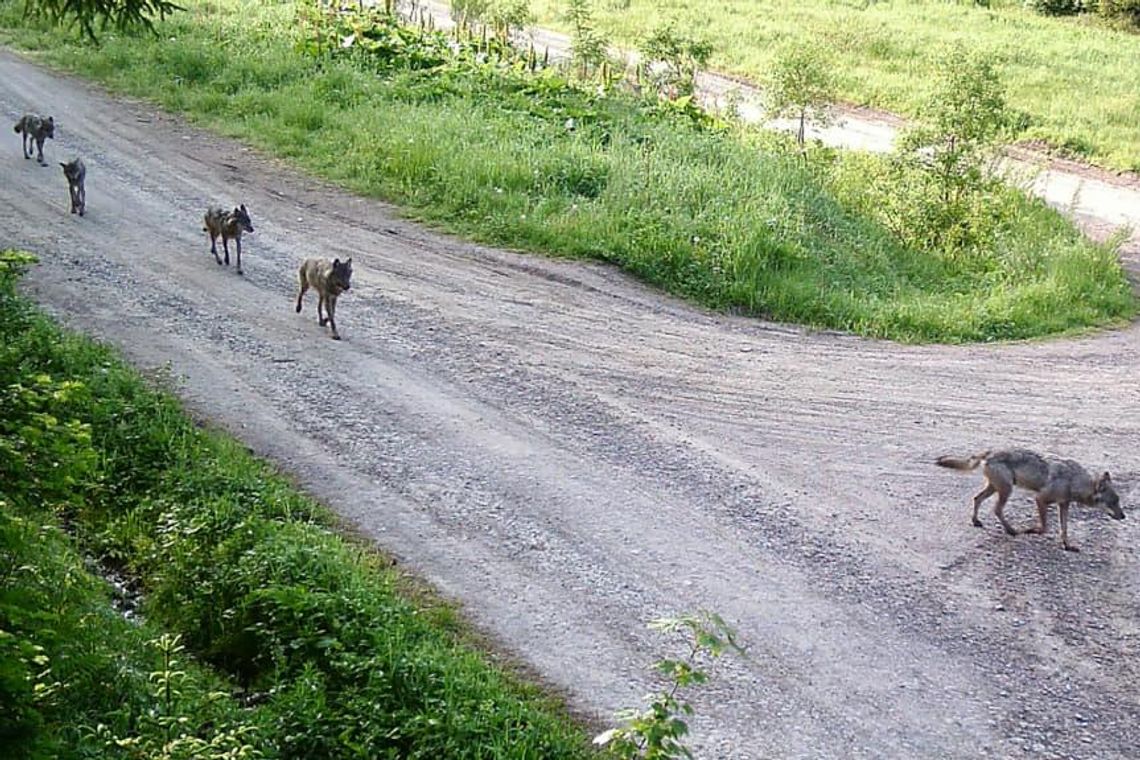 Służba graniczna „oko w oko” z naturą [FOTO, WIDEO]