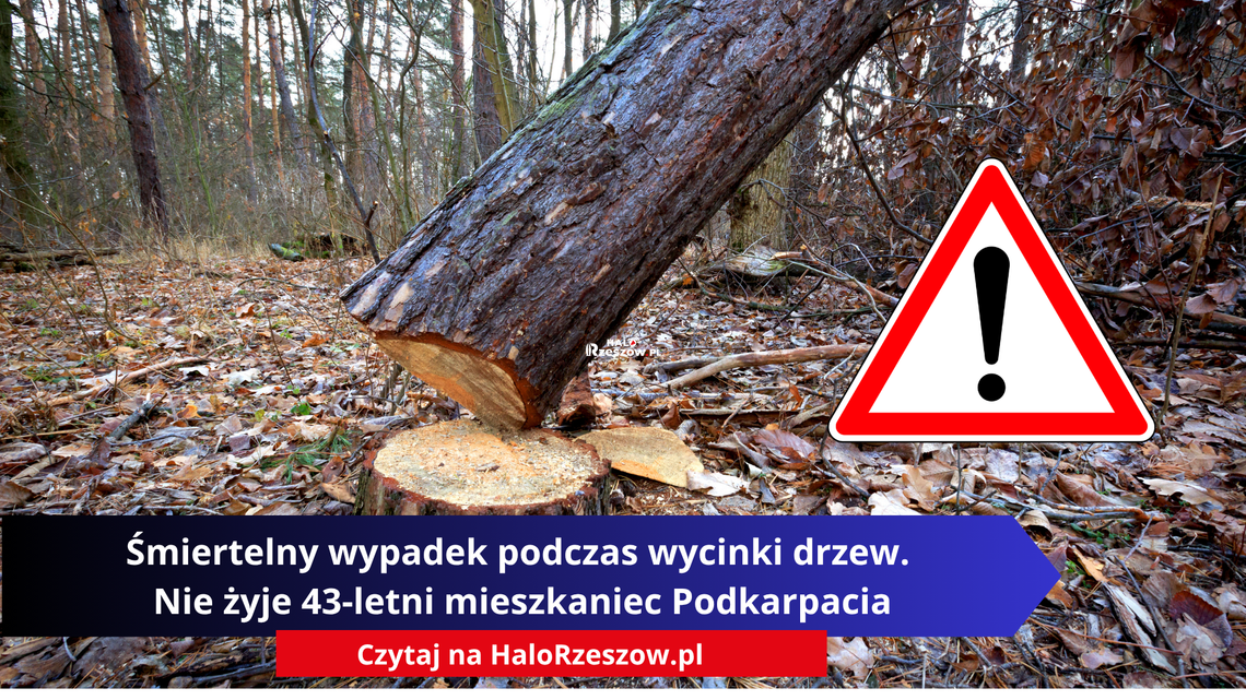 Śmiertelny wypadek podczas wycinki drzew. Nie żyje 43-letni mieszkaniec Podkarpacia