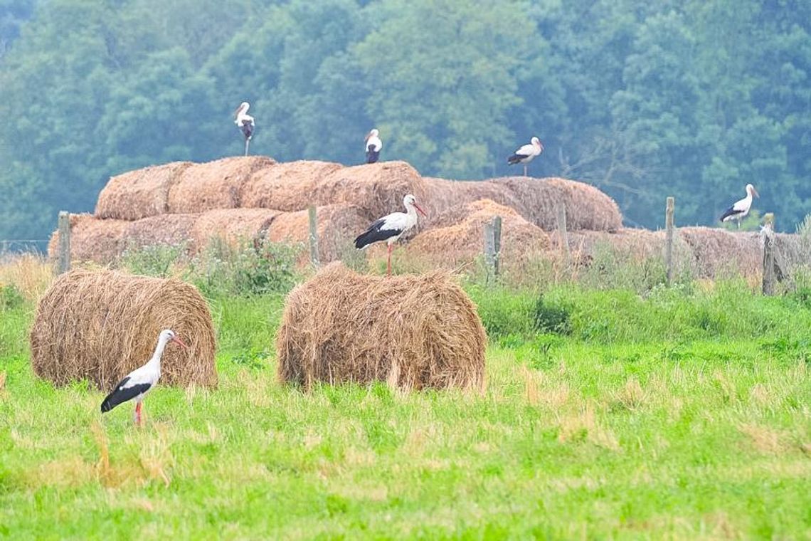 Synoptyk IMGW: od piątku napływa do Polski cieplejsze powietrze