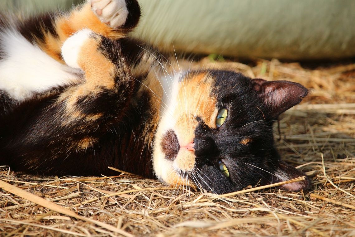 Tajemnicza choroba kotów. Weterynarze apelują do właścicieli