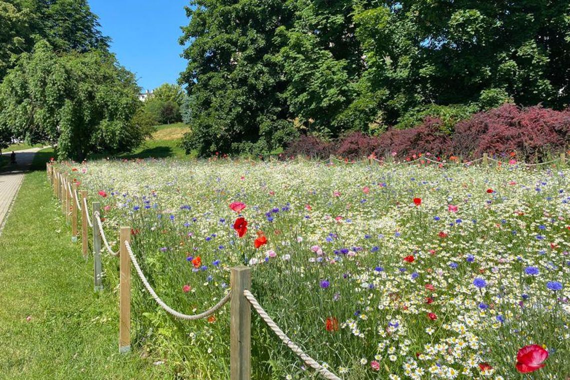 W Rzeszowie powstanie kolejny park kieszonkowy. 44 brzozy oraz 144 graby utworzą żywopłot