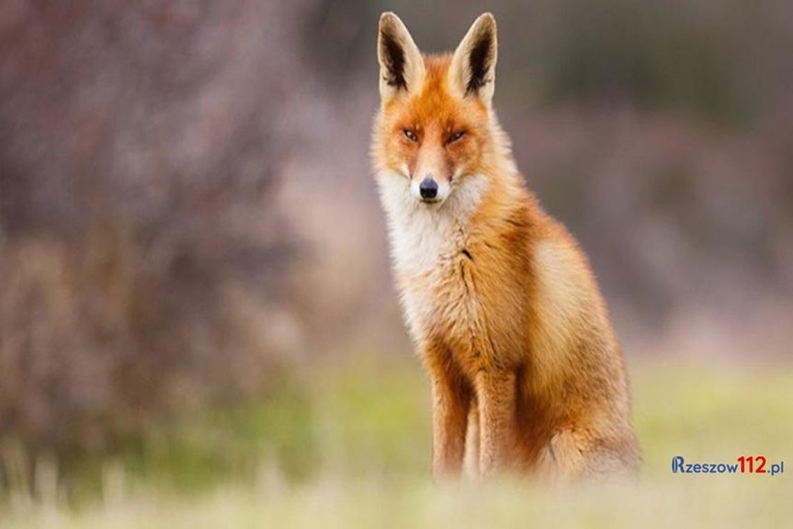 Wiosenna akcja szczepienia lisów przeciwko wściekliźnie