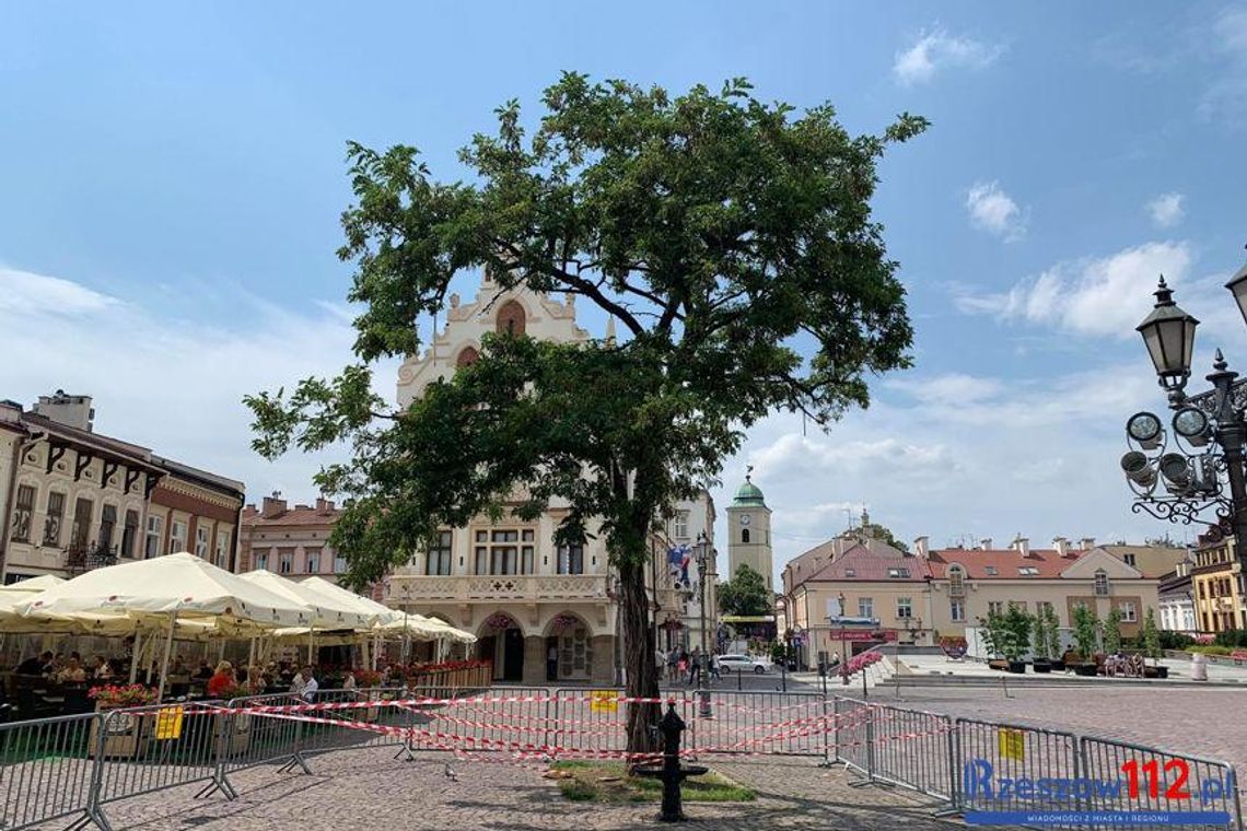 Z rzeszowskiego rynku znika akacja. To była jedna z atrakcji