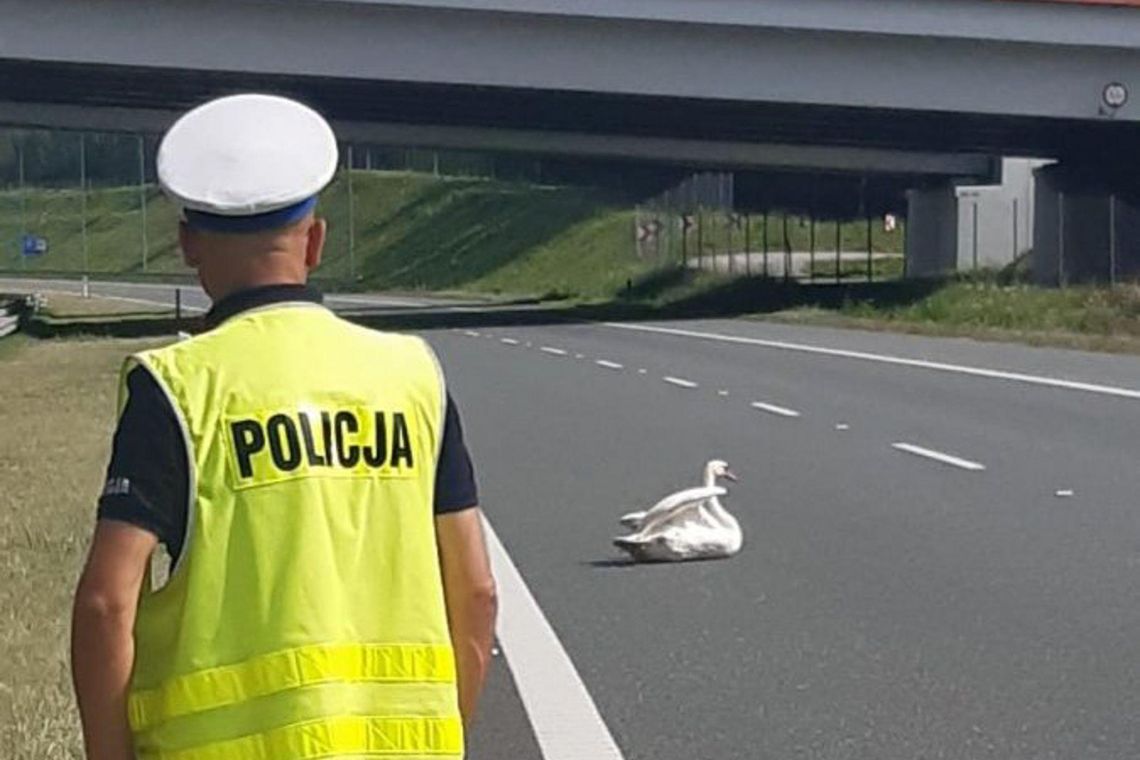 Zablokowana droga A4 z powodu łabędzia na środku drogi