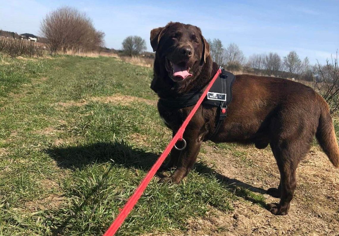 Zaginął labrador Norman. Właściciele proszą o informację