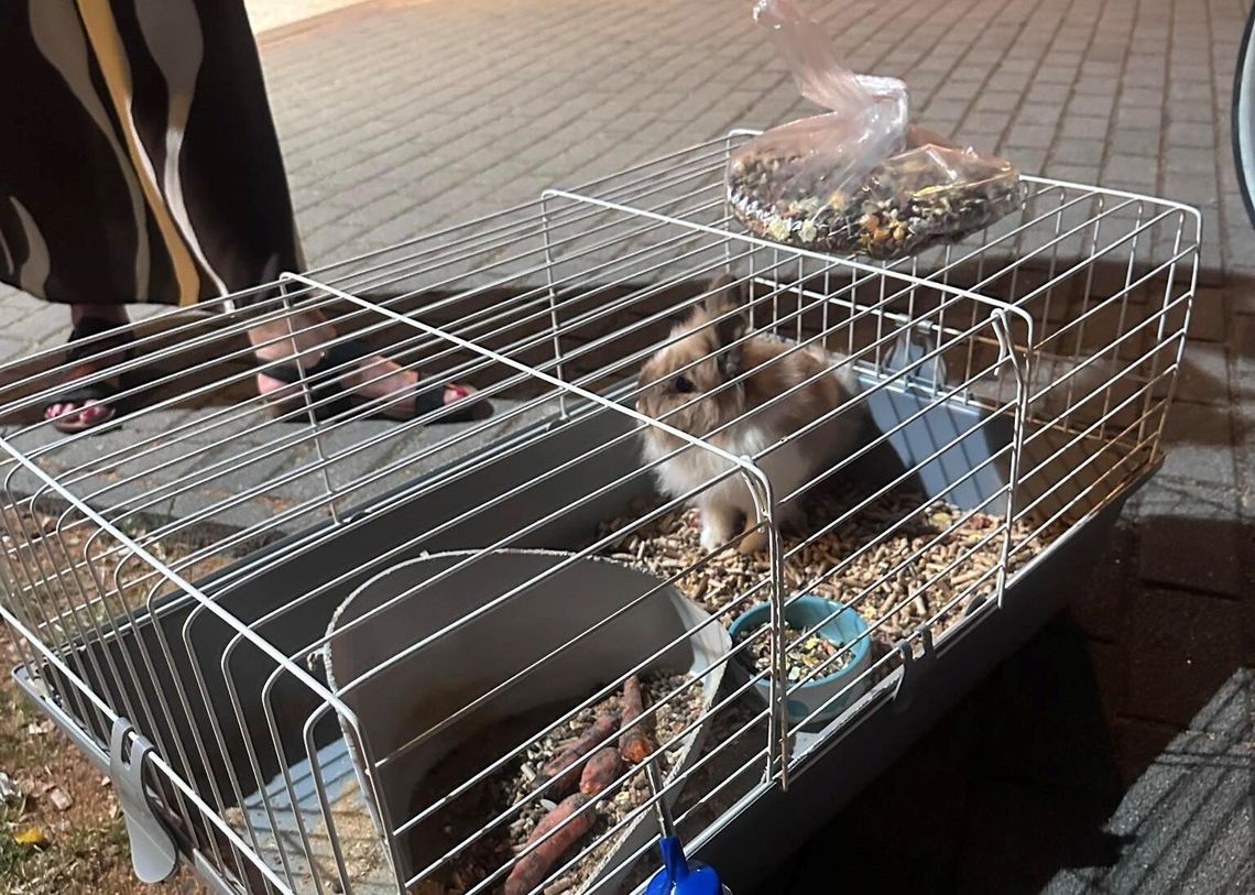 Zamknięty w klatce, porzucony na ulicy. Królik cudem uratowany w Rzeszowie