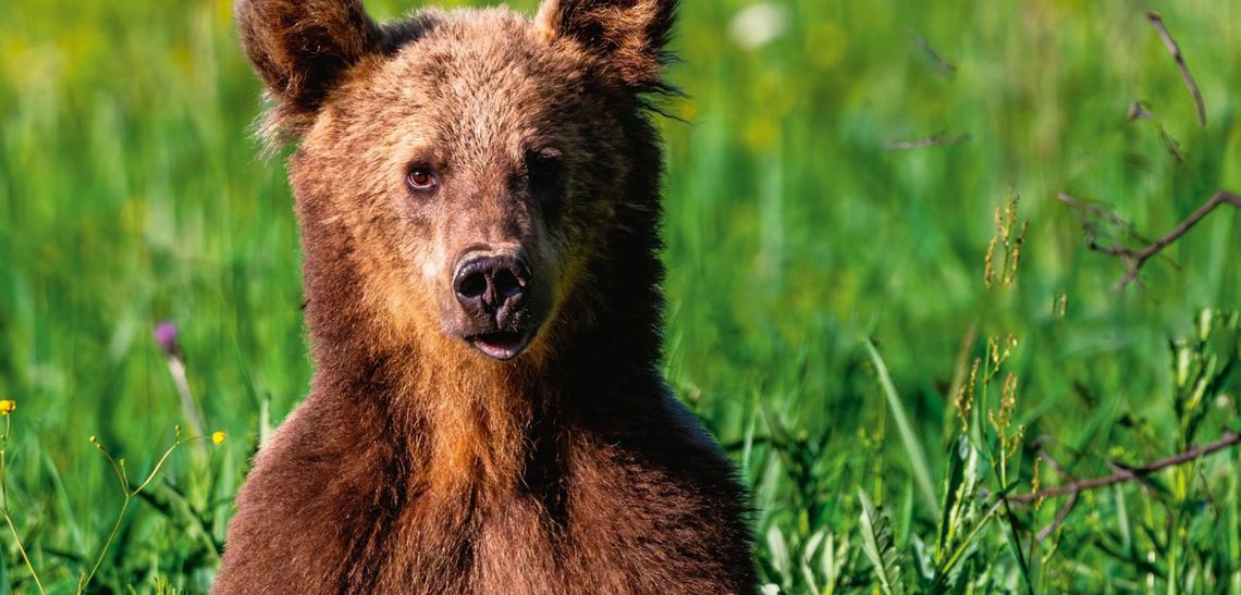 Zapadła decyzja w sprawie Niedźwiedzi! Zaplanowano akcję na szeroką skalę.